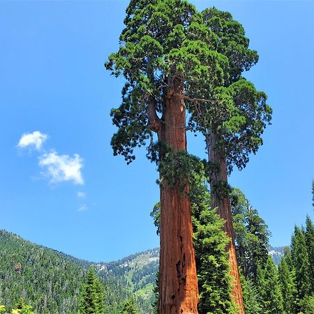 Ponderosa Redwood Retreat, Mountains, Adventure And Nature מראה חיצוני תמונה