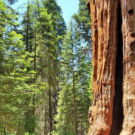 Ponderosa Redwood Retreat, Mountains, Adventure And Nature מראה חיצוני תמונה