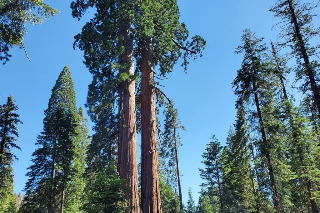 Ponderosa Redwood Retreat, Mountains, Adventure And Nature מראה חיצוני תמונה