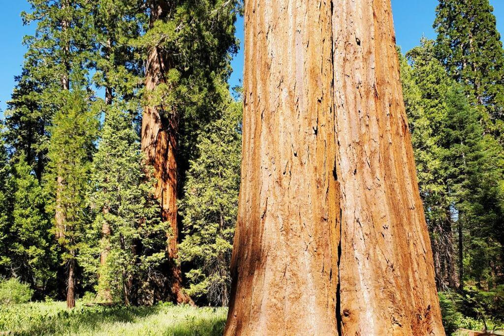 Ponderosa Redwood Retreat, Mountains, Adventure And Nature מראה חיצוני תמונה