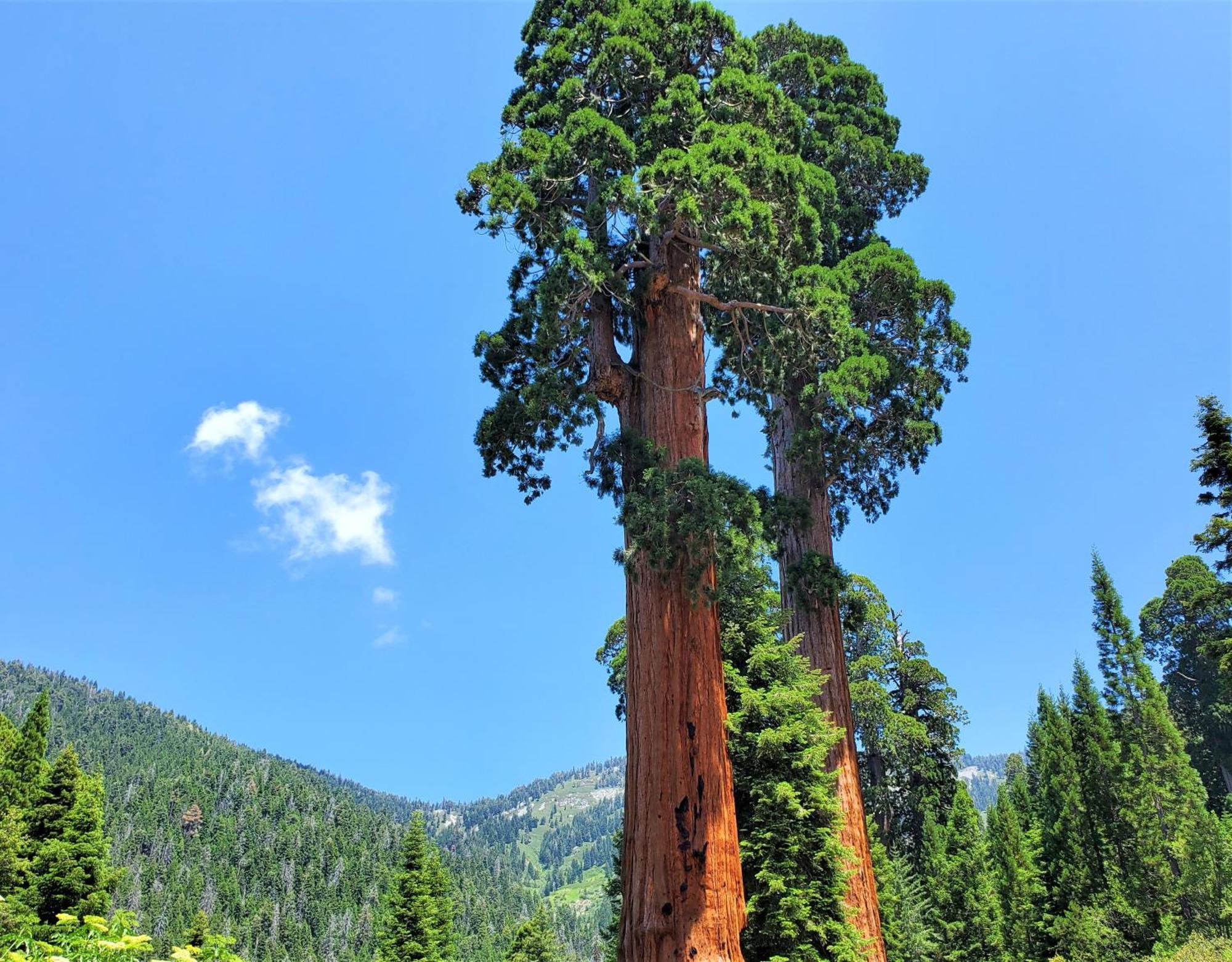 Ponderosa Redwood Retreat, Mountains, Adventure And Nature מראה חיצוני תמונה