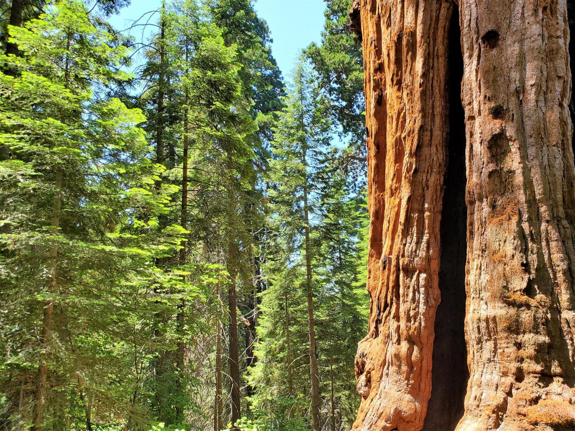 Ponderosa Redwood Retreat, Mountains, Adventure And Nature מראה חיצוני תמונה